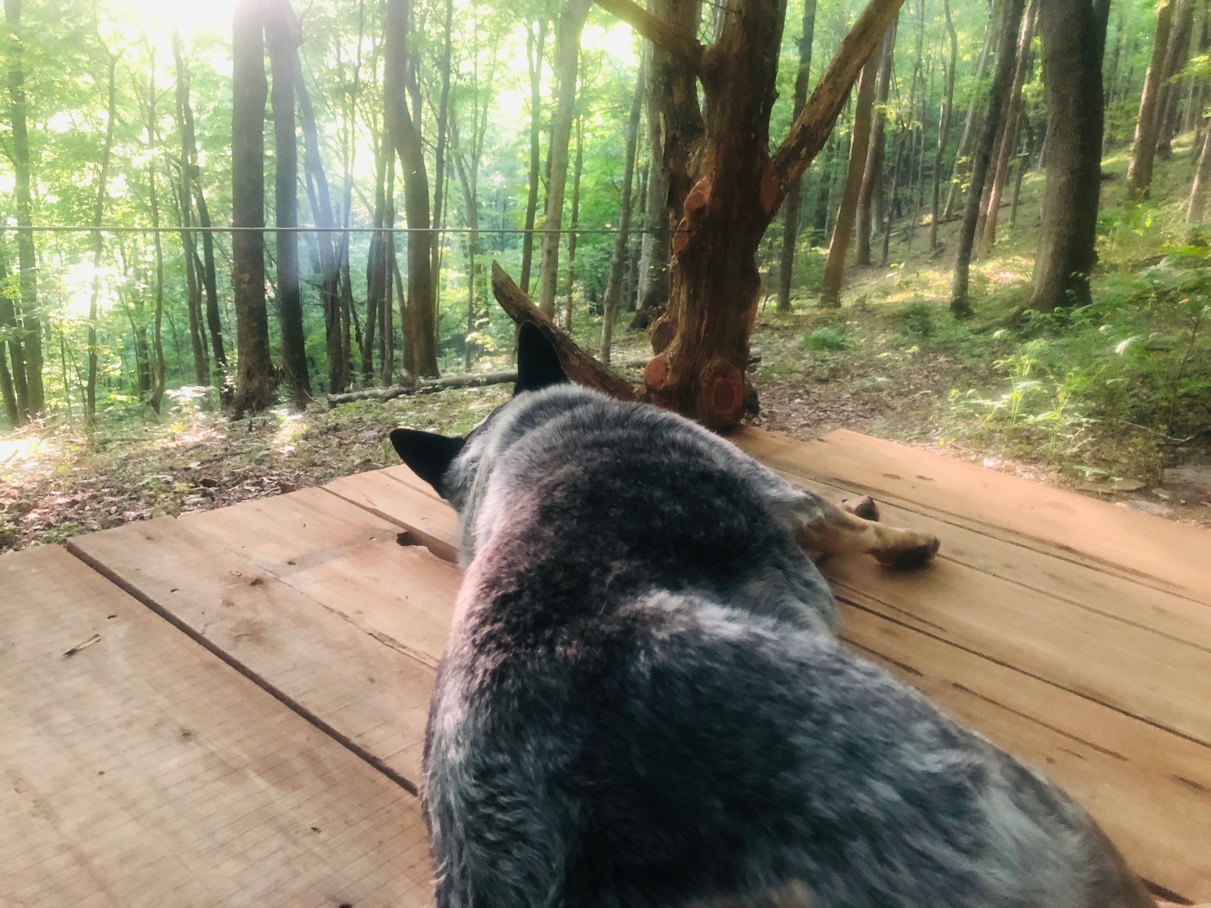 Shelly S.'s photo of camping with pets at Beech Hollow Hideout near Antioch, TN