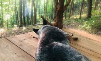 Shelly S.'s photo of camping with pets at Beech Hollow Hideout near Antioch, TN