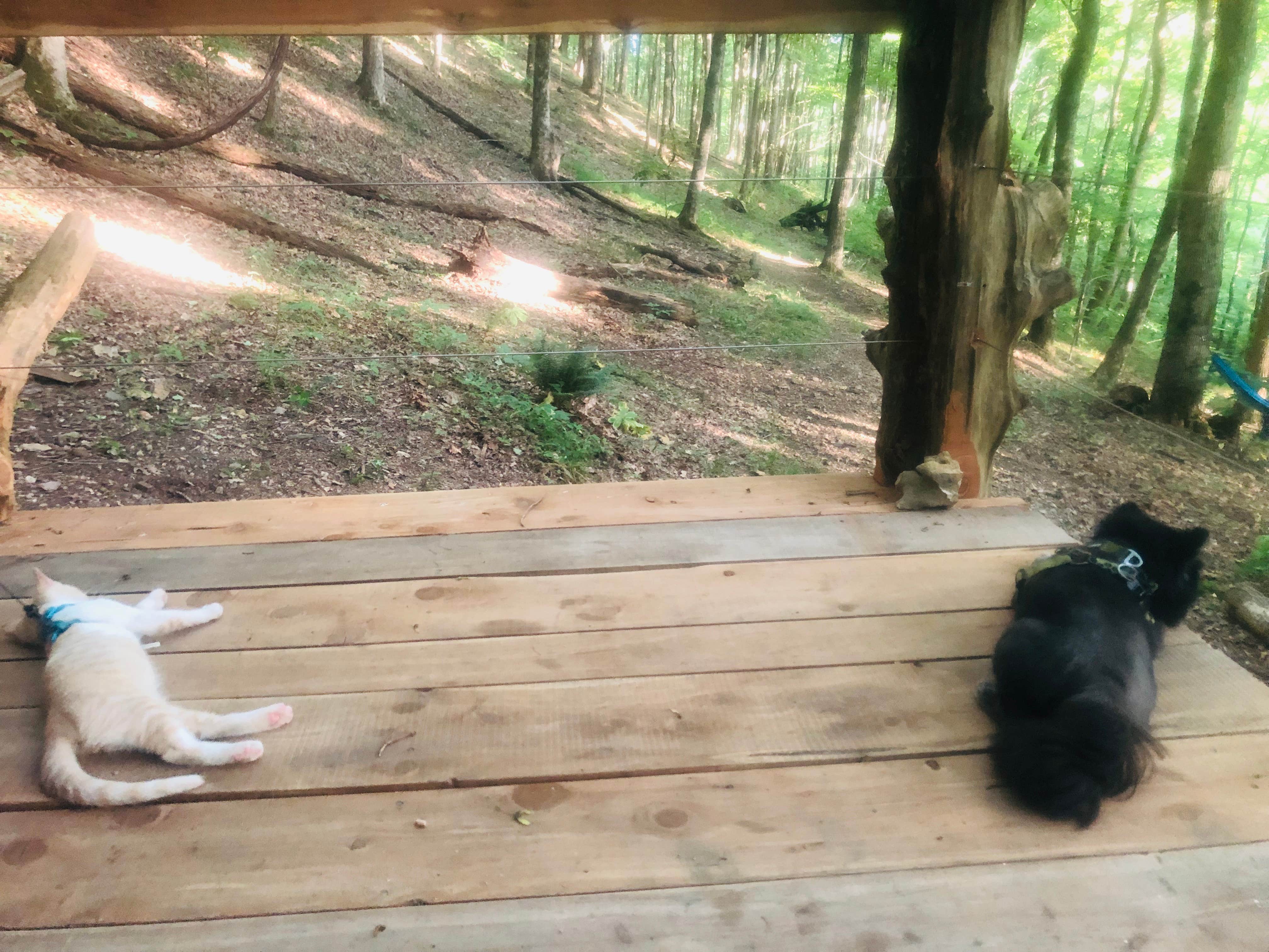 Shelly S.'s photo of camping with pets at Beech Hollow Hideout near Center Hill Lake
