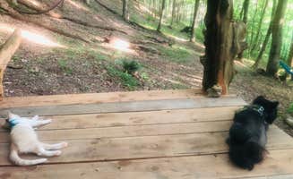 Shelly S.'s photo of camping with pets at Beech Hollow Hideout near Center Hill Lake
