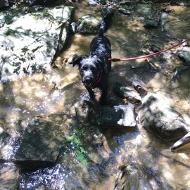 happy pup in the creek