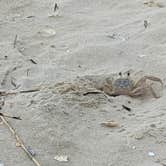 Review photo of Kiptopeke State Park Campground by Shelene D., June 18, 2019