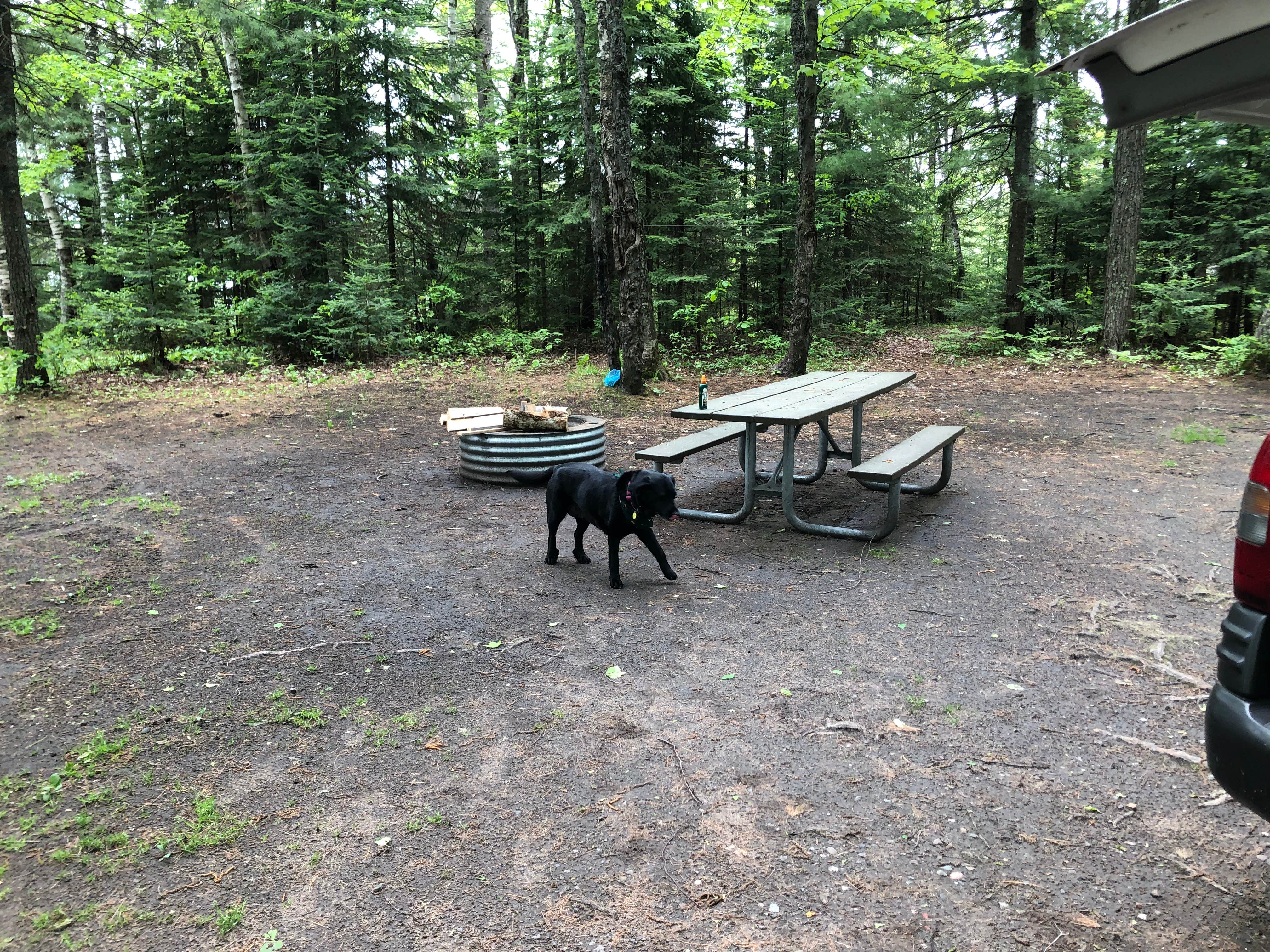 Paige H.'s photo of camping with pets at Little Lake State Forest Campground near Ishpeming, MI