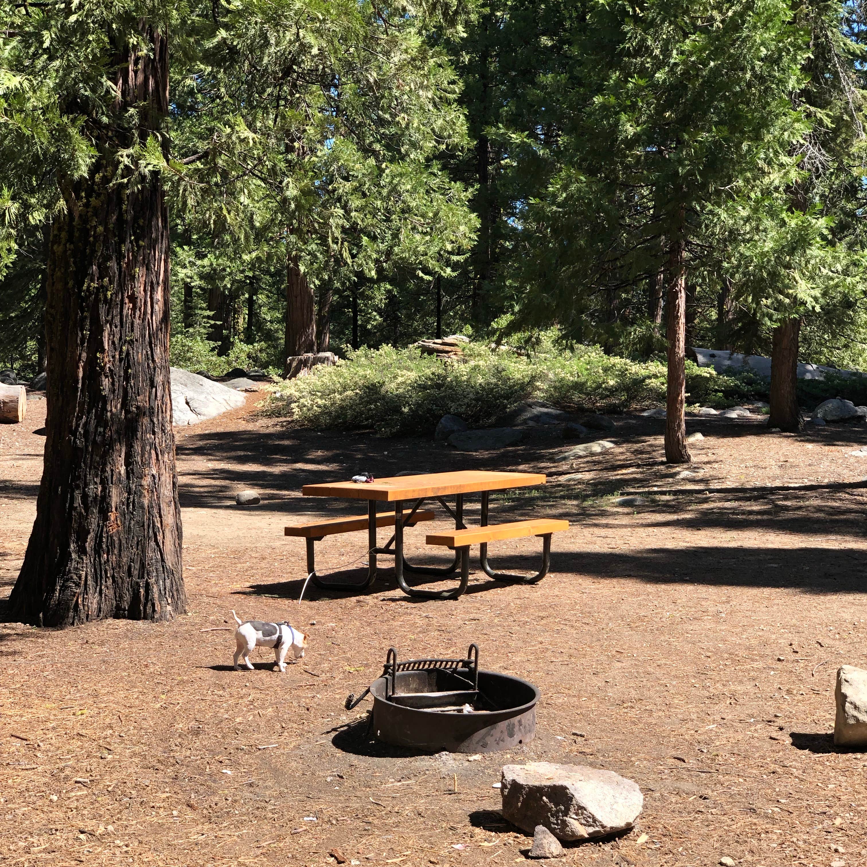 Medic R.'s photo at Pinecrest Campground near Stanislaus National Forest