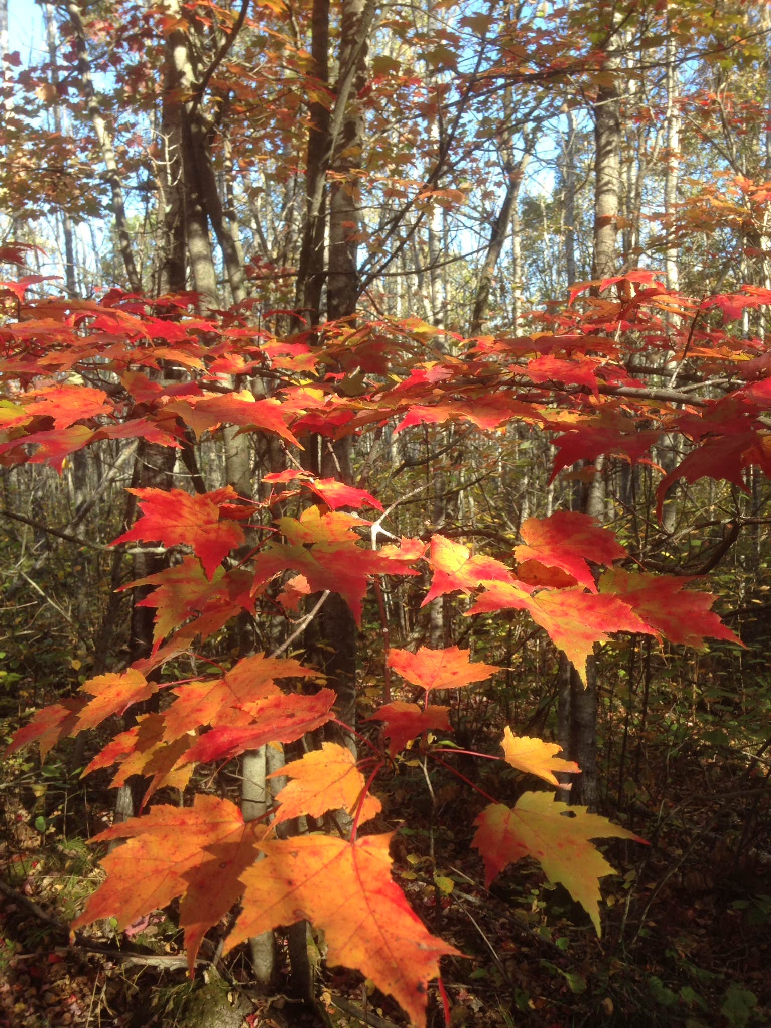 Camping near Pine Ridge Campground — Itasca State Park: Bear Paw Campground — Itasca State Park, Laporte, Minnesota