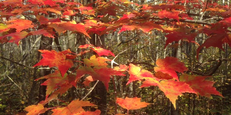 Camper submitted image from Bear Paw Campground — Itasca State Park