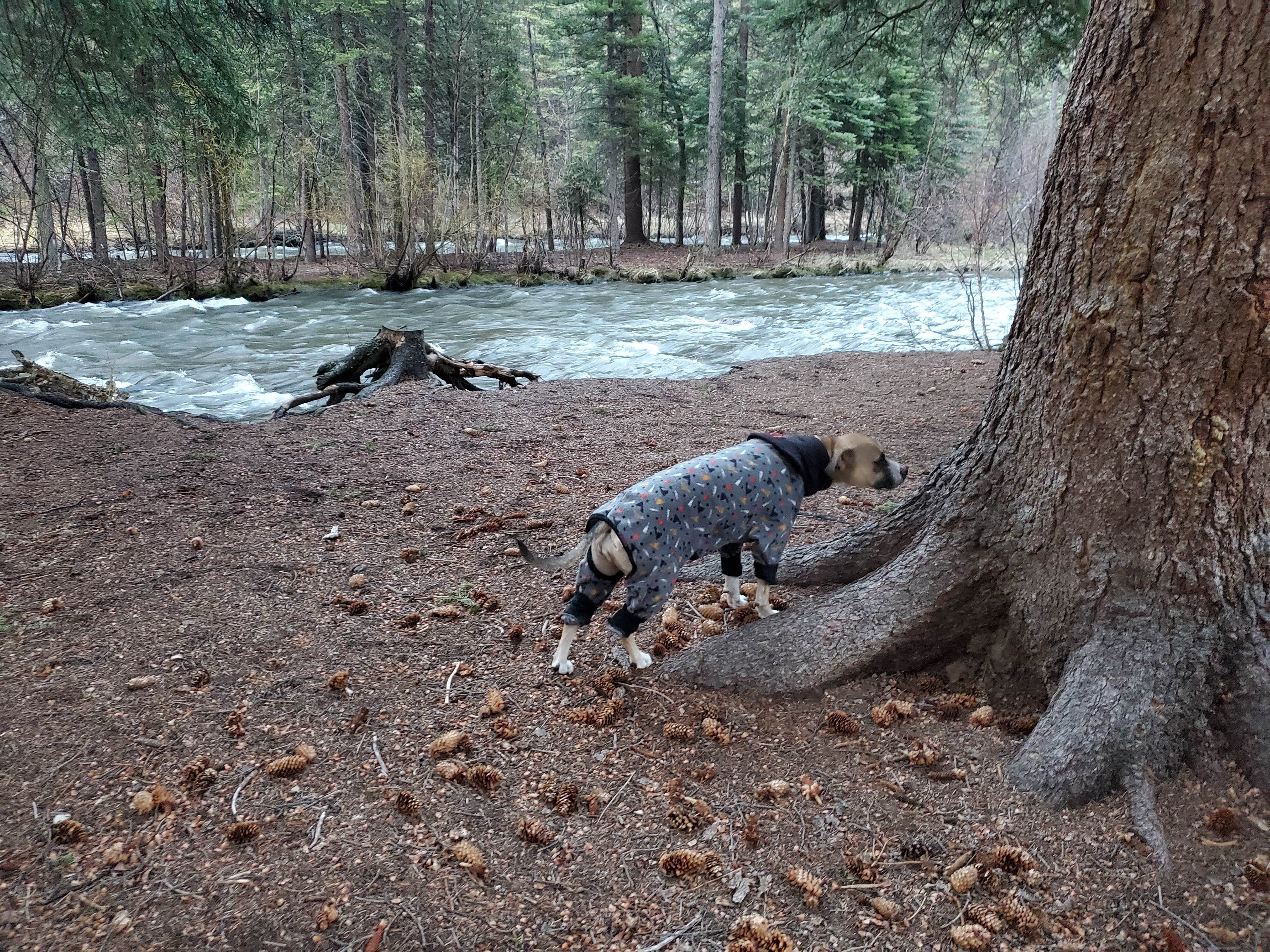 Camper submitted image from Park Creek Campground - 3