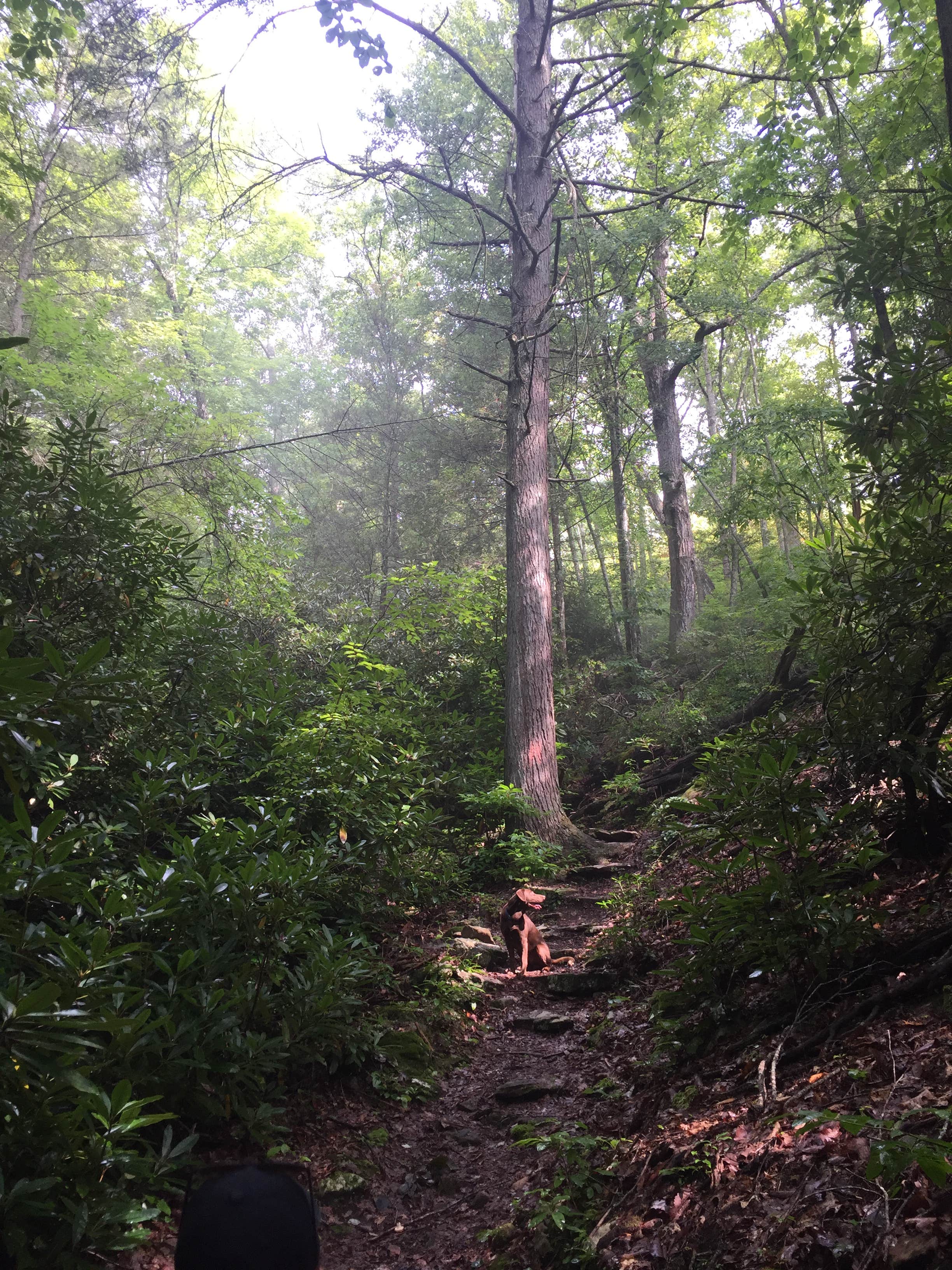 Laurel cove trail