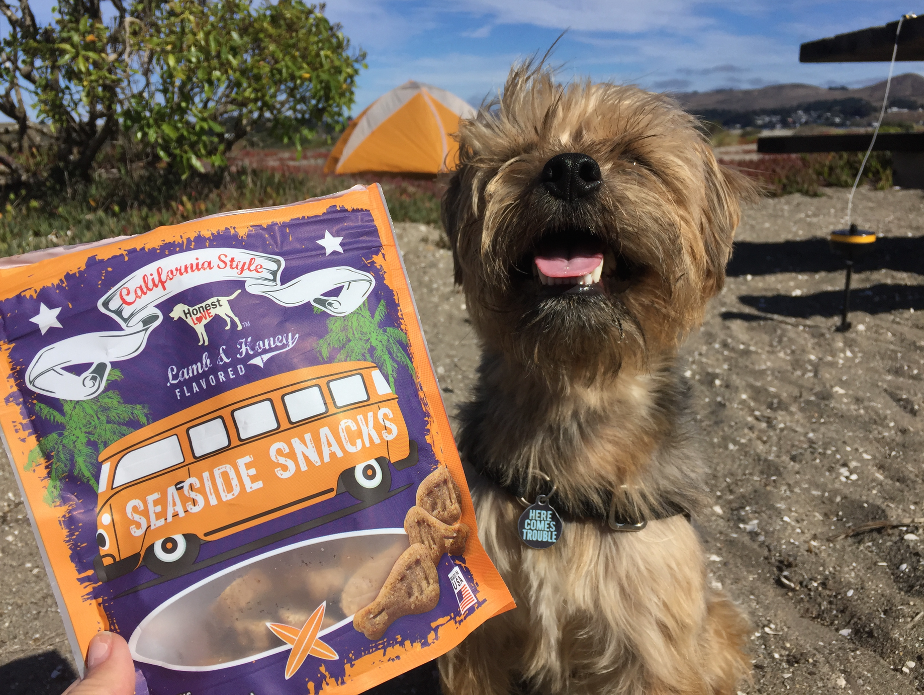 Kayko S.'s photo of camping with pets at Doran Regional Park near Fulton, CA