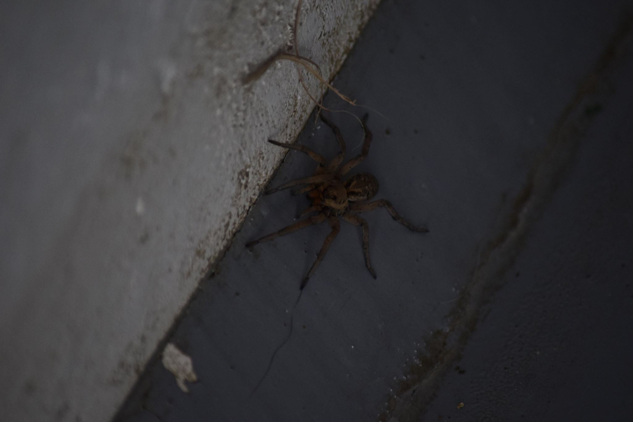 Big spiders at Pueblo...
