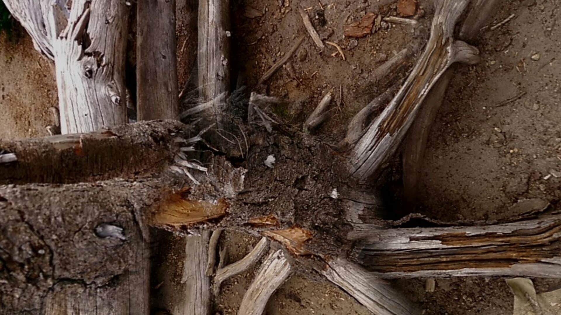 Camper-submitted photo at Summerland Backcountry Campsites — Mount Rainier National Park near Goose Prairie, WA