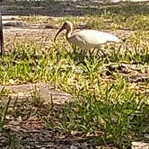 Review photo of Lake Louisa State Park Campground by Luke W., June 19, 2019