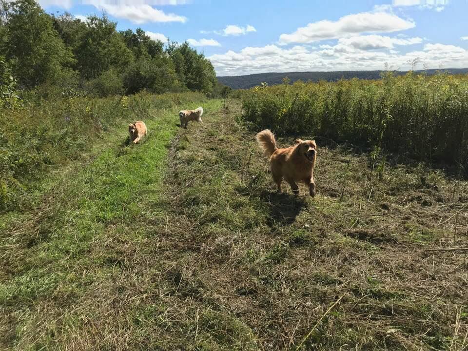 Dogs (children and adults) enjoy running through the fields!