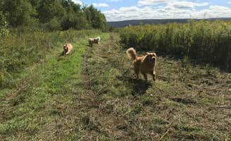 Nancy L.'s photo of camping with pets at Round Top Retreat near Cortland, NY