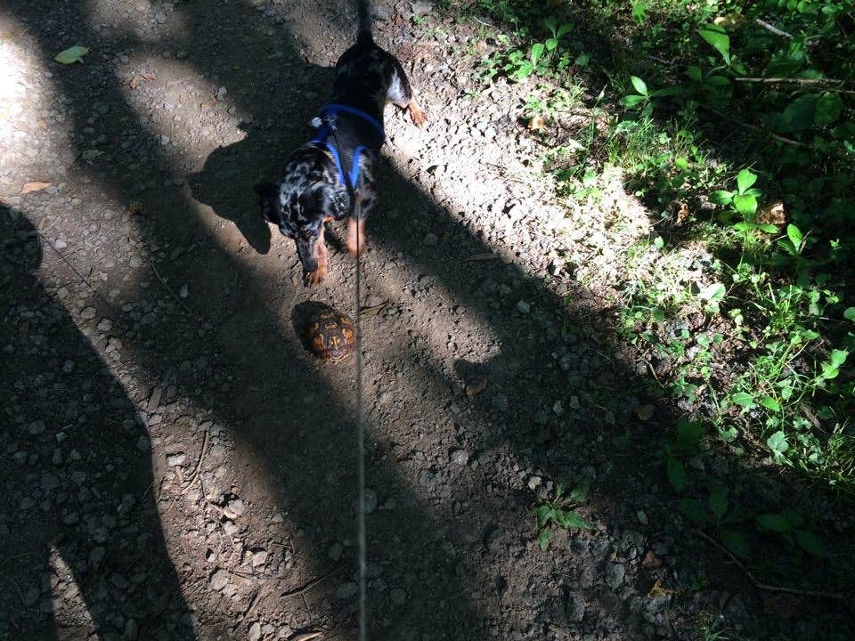 Camper submitted image from Maple Springs Campground — Mammoth Cave National Park - 3