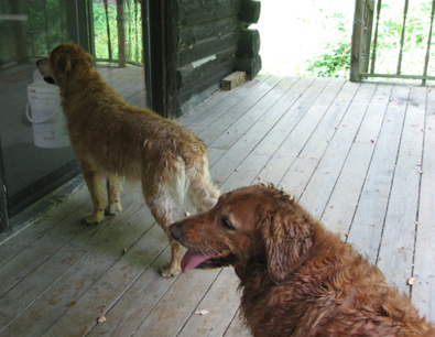 Nancy L.'s photo of camping with pets at Round Top Retreat near Towanda, PA