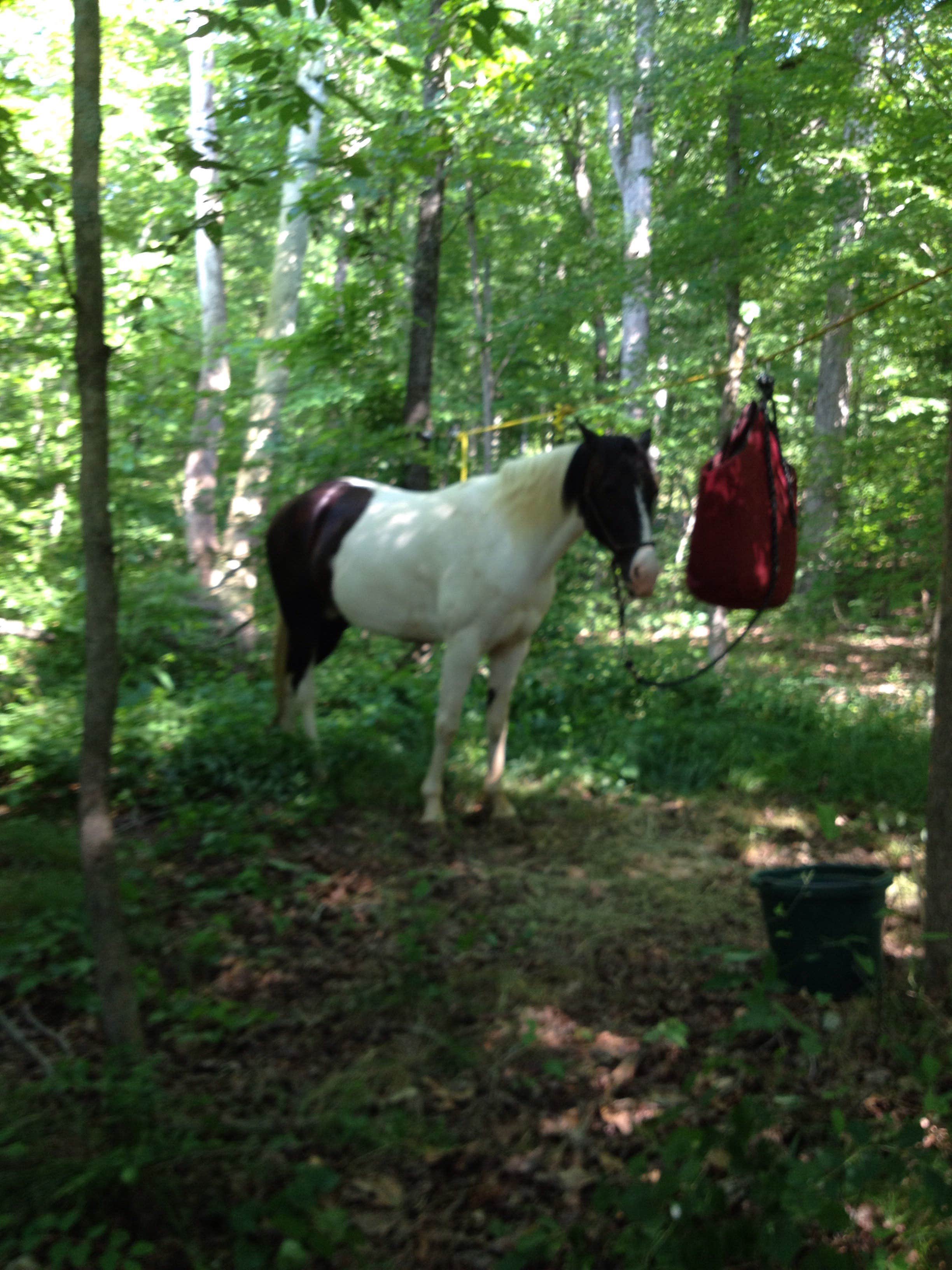 David R.'s photo of camping with a horse at Wranglers Campground near New Johnsonville, TN