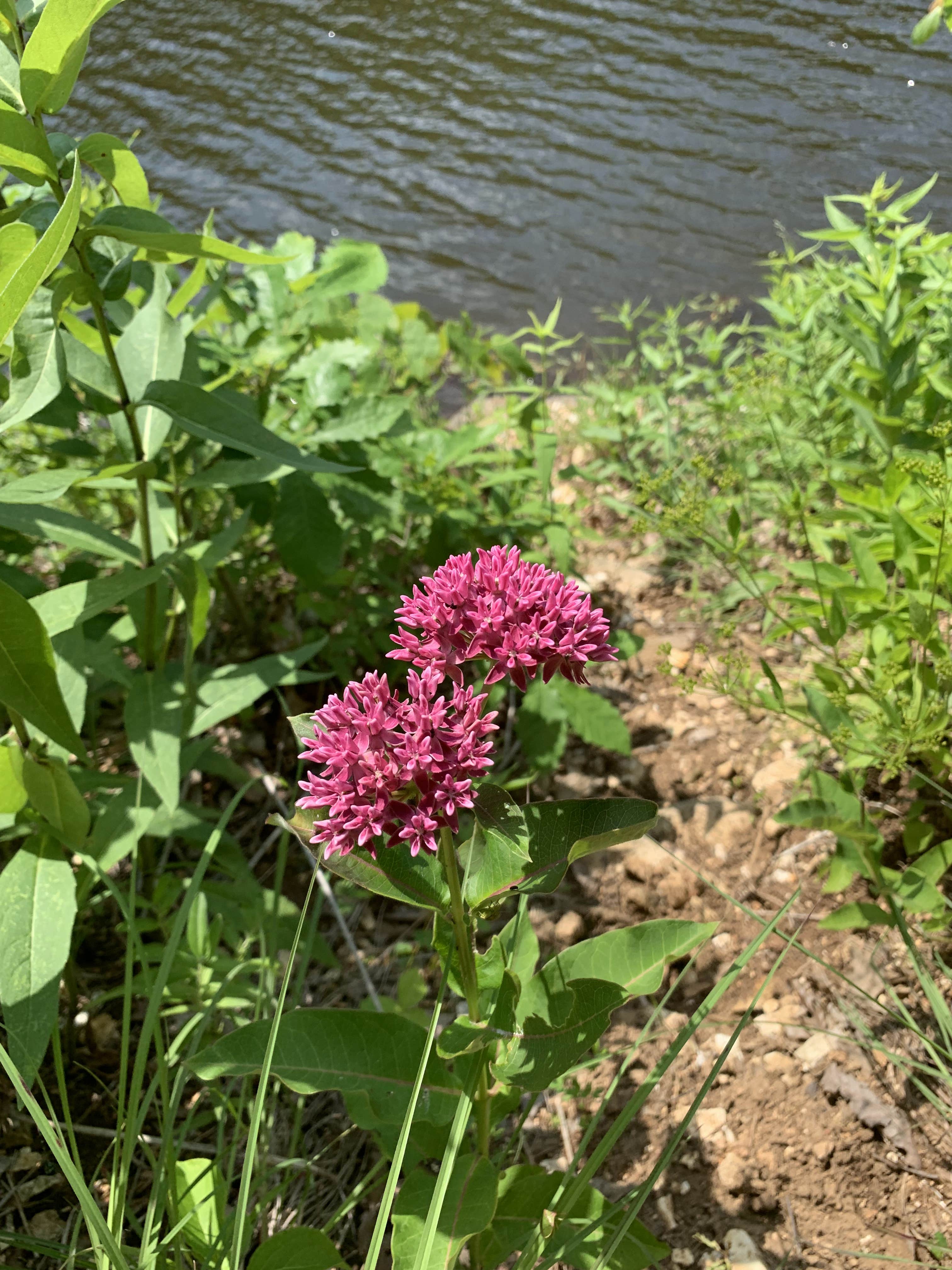 Camper-submitted photo at Cuivre River State Park Campground in Missouri