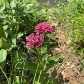 Review photo of Cuivre River State Park Campground by Lori A., June 20, 2019