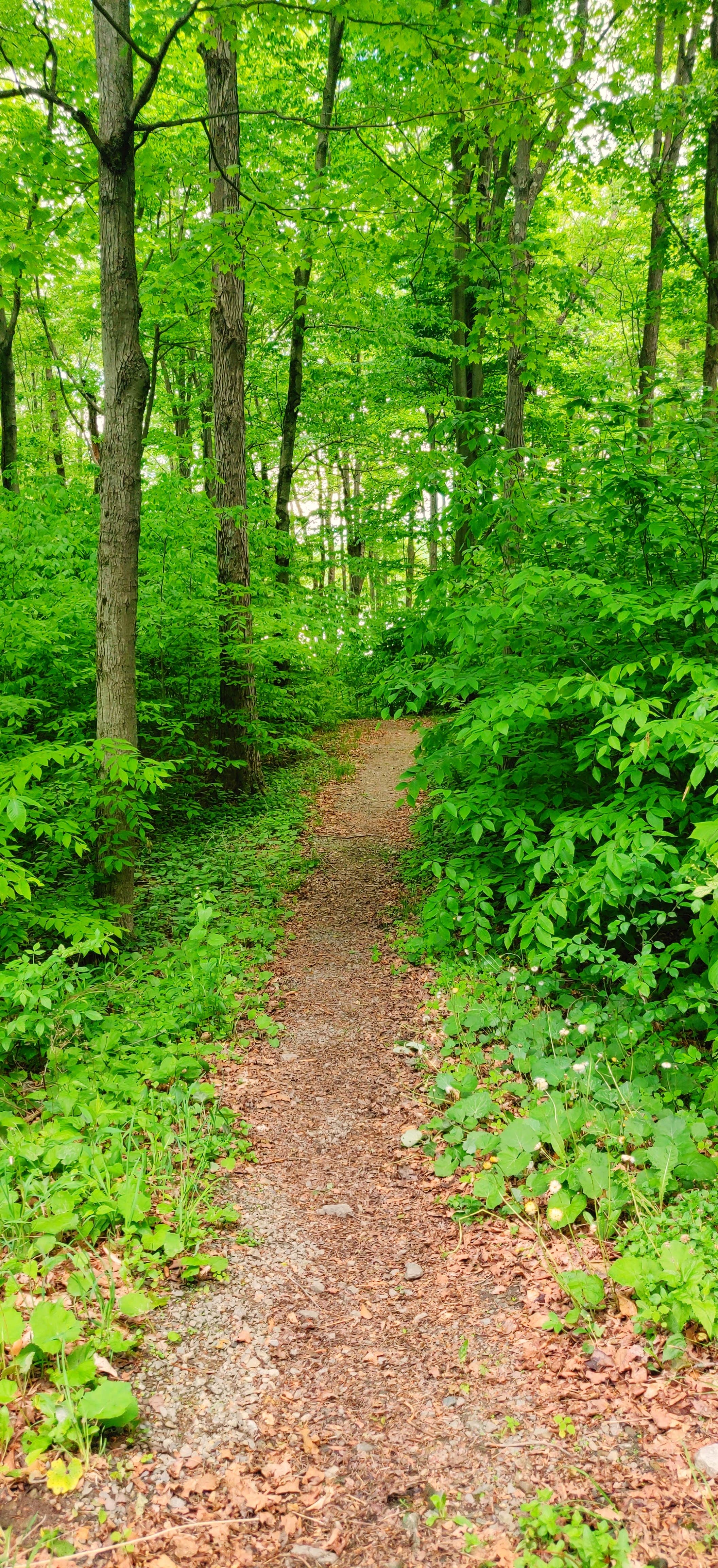 Camper submitted image from Tobyhanna State Park Campground - 4