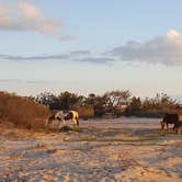 Review photo of Assateague State Park Campground by Kristi S., June 20, 2019