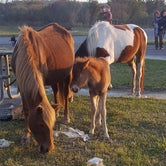 Review photo of Assateague State Park Campground by Kristi S., June 20, 2019