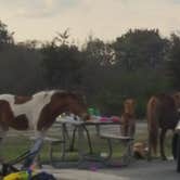 Review photo of Assateague State Park Campground by Kristi S., June 20, 2019