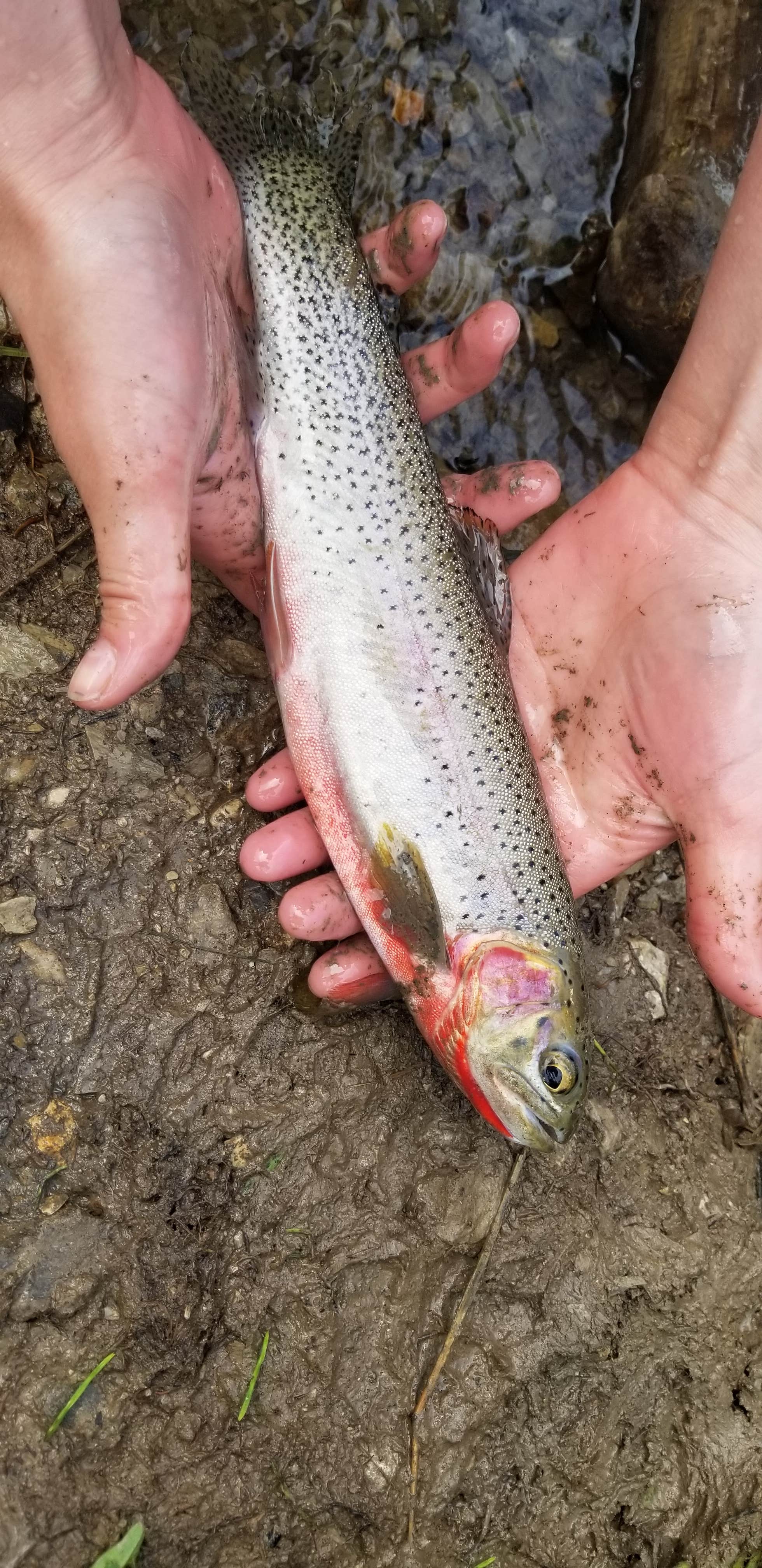 Camper-submitted photo at Wood Lake near Augusta, MT