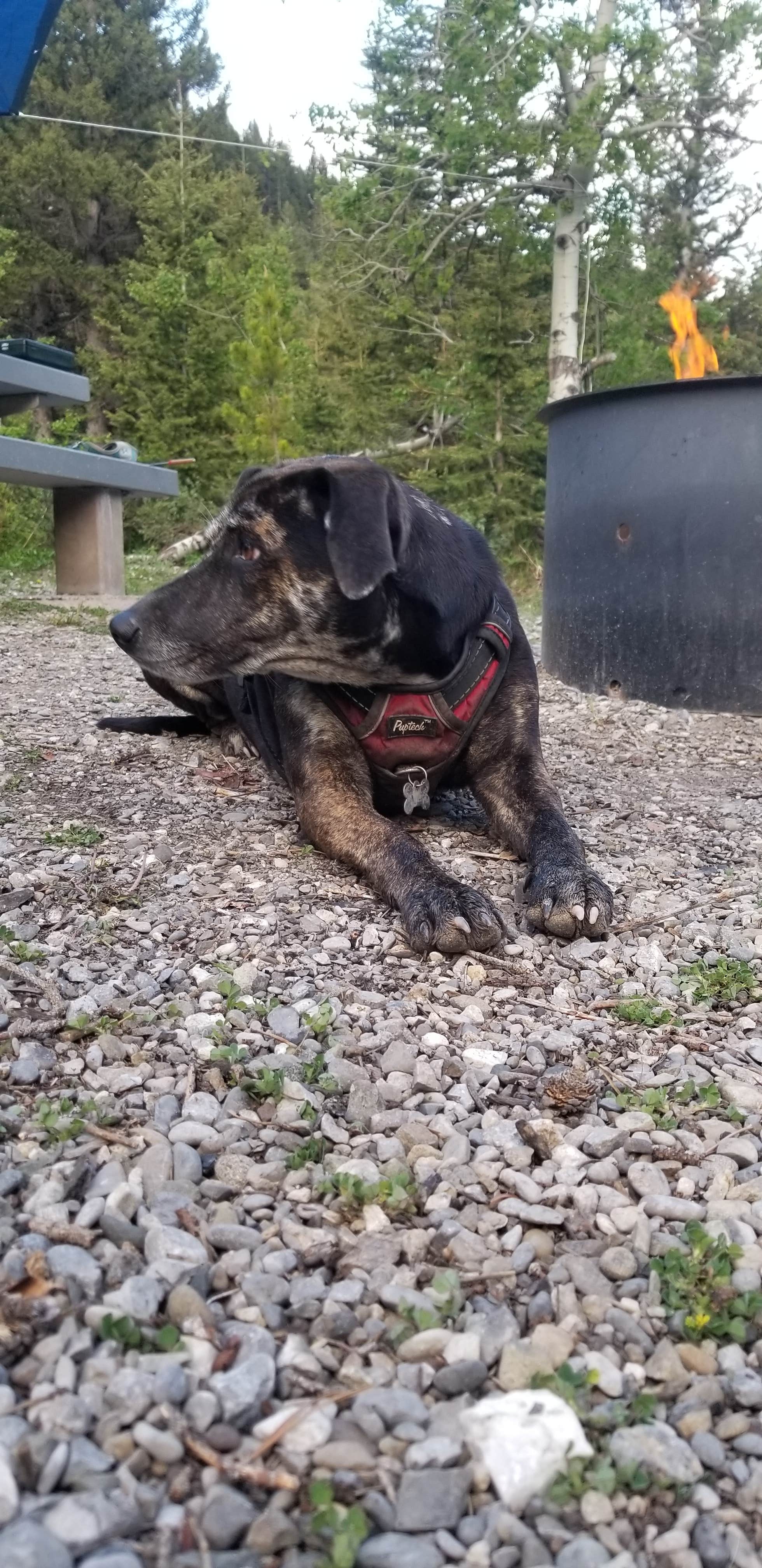 Camping near Kenck Cabin: Wood Lake, Augusta, Montana