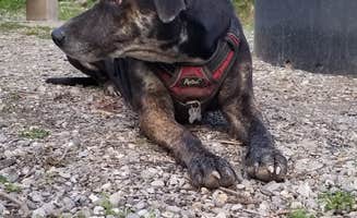 Bronte S.'s photo of camping with pets at Wood Lake near Seeley Lake, MT