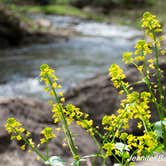 Review photo of Mash Fork Campground — Camp Creek State Park by Jennifer B., June 20, 2019