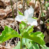 Review photo of Mash Fork Campground — Camp Creek State Park by Jennifer B., June 20, 2019