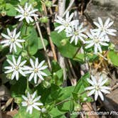 Review photo of Mash Fork Campground — Camp Creek State Park by Jennifer B., June 20, 2019