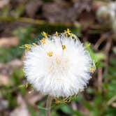 Review photo of Mash Fork Campground — Camp Creek State Park by Jennifer B., June 20, 2019