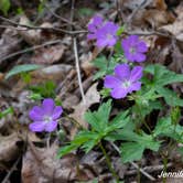 Review photo of Mash Fork Campground — Camp Creek State Park by Jennifer B., June 20, 2019