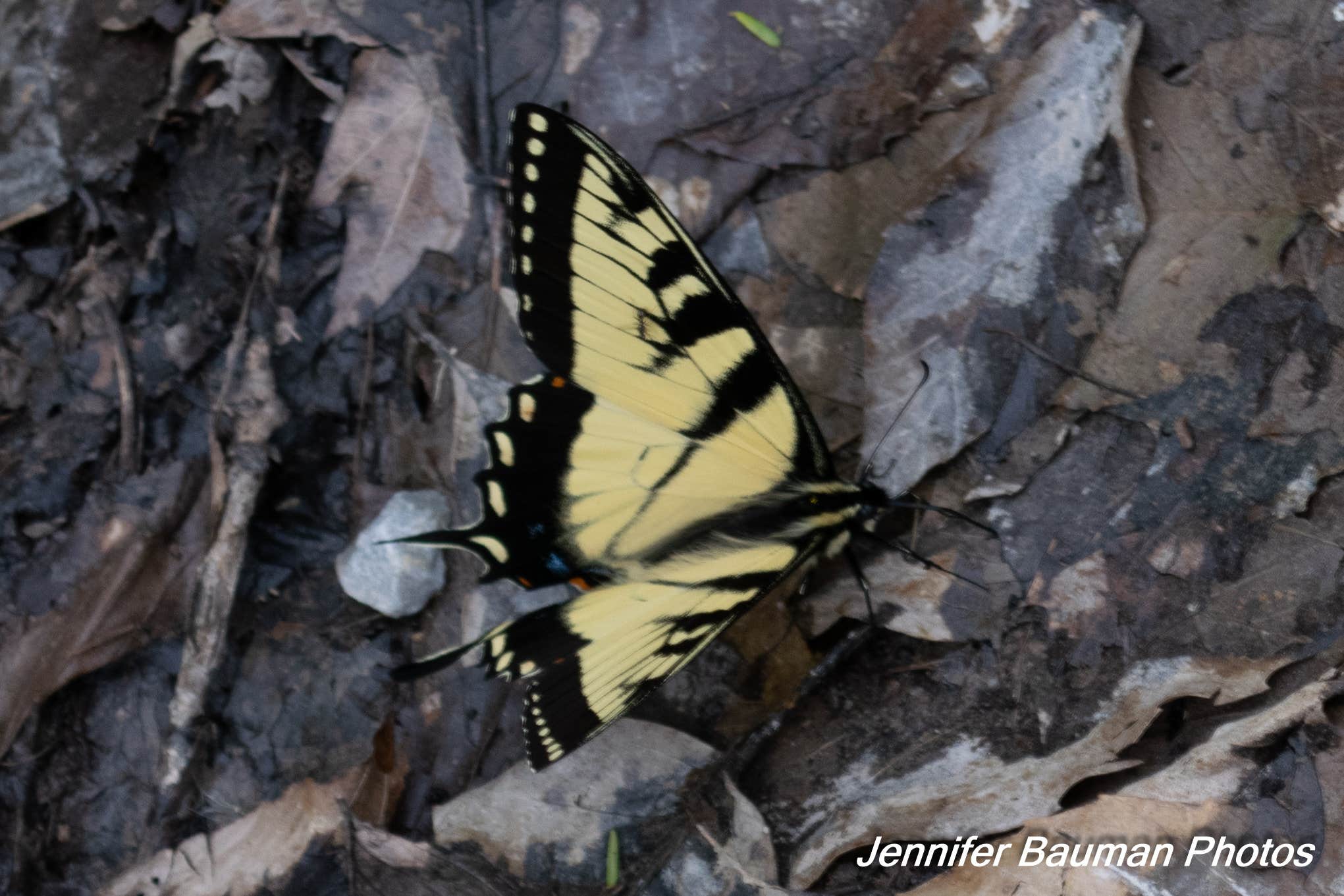 Camper submitted image from Mash Fork Campground — Camp Creek State Park - 5