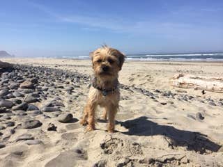 Kayko S.'s photo of camping with pets at Carl G. Washburne Memorial State Park Campground near Florence, OR