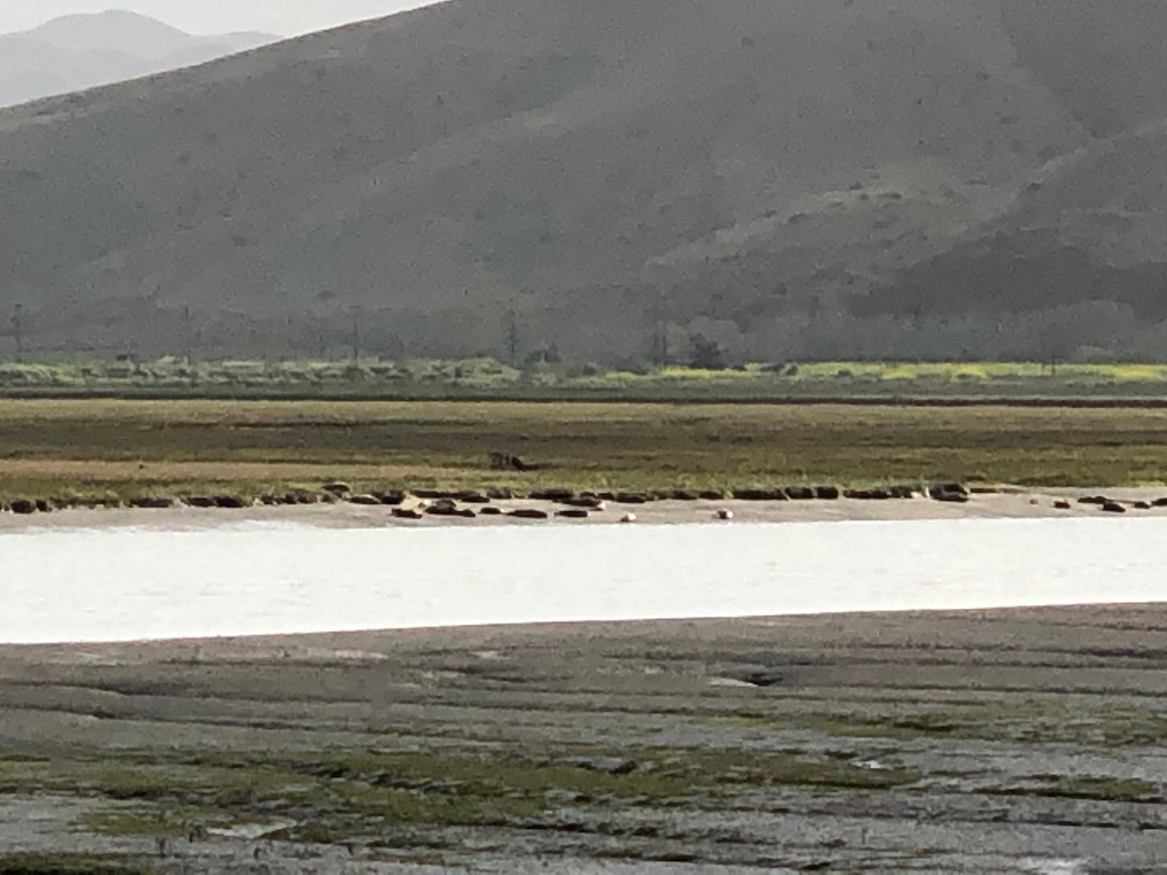 Seals beached in the wetland.