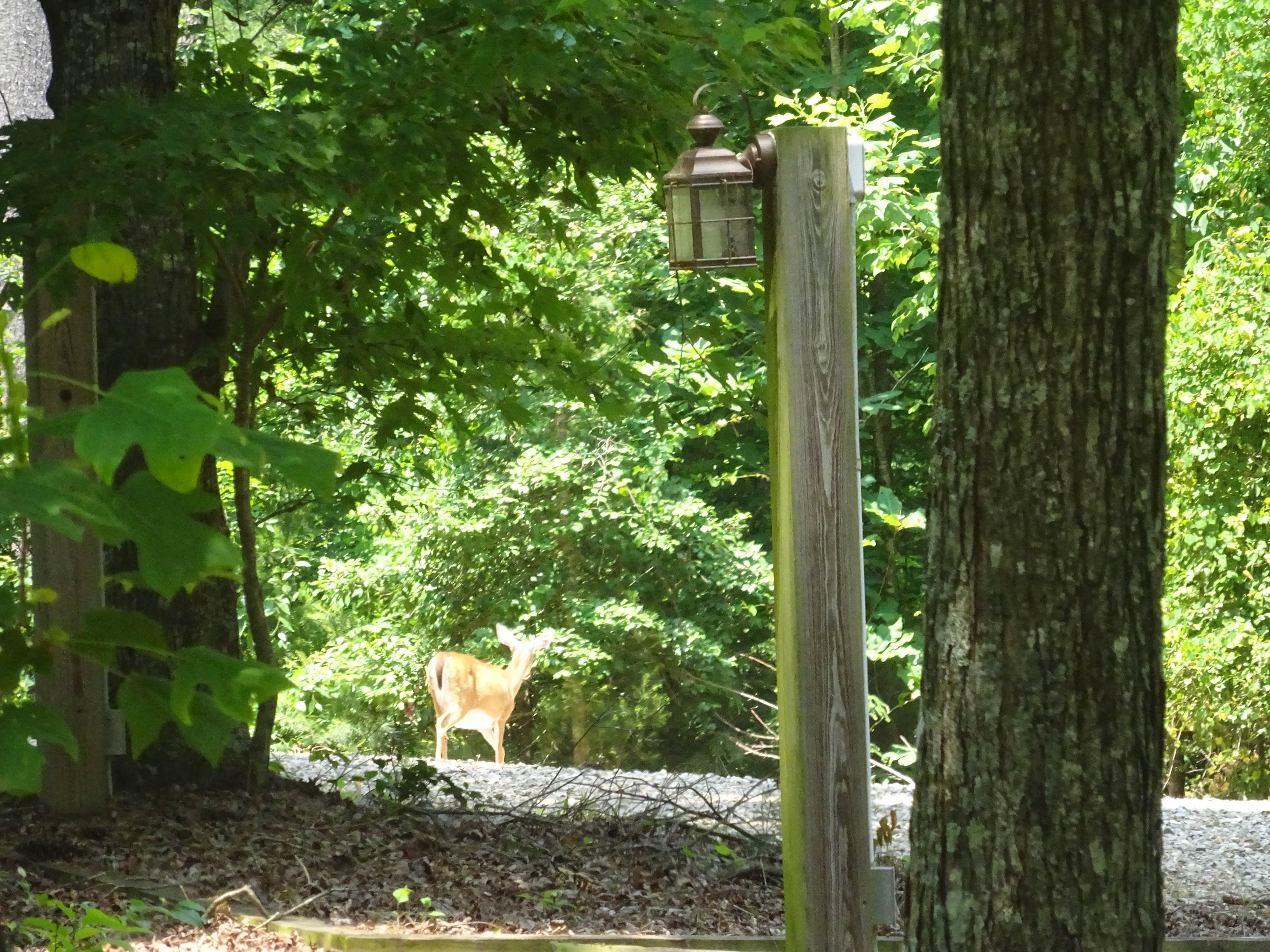 Camper-submitted photo at Fort Hamby Park near Wilkesboro, NC