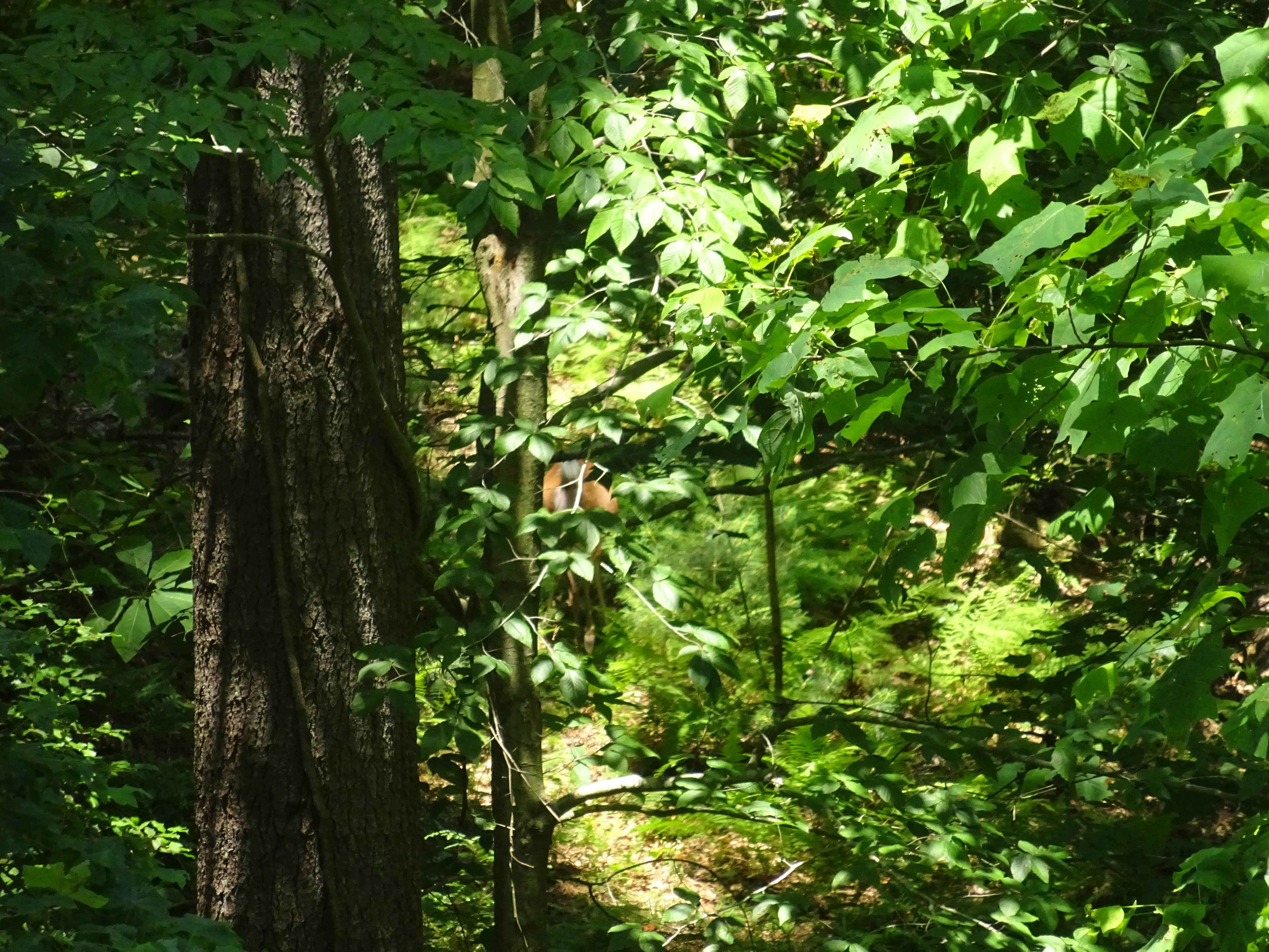 Camper-submitted photo at Fort Hamby Park near Wilkesboro, NC