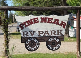 Pine Near RV Park