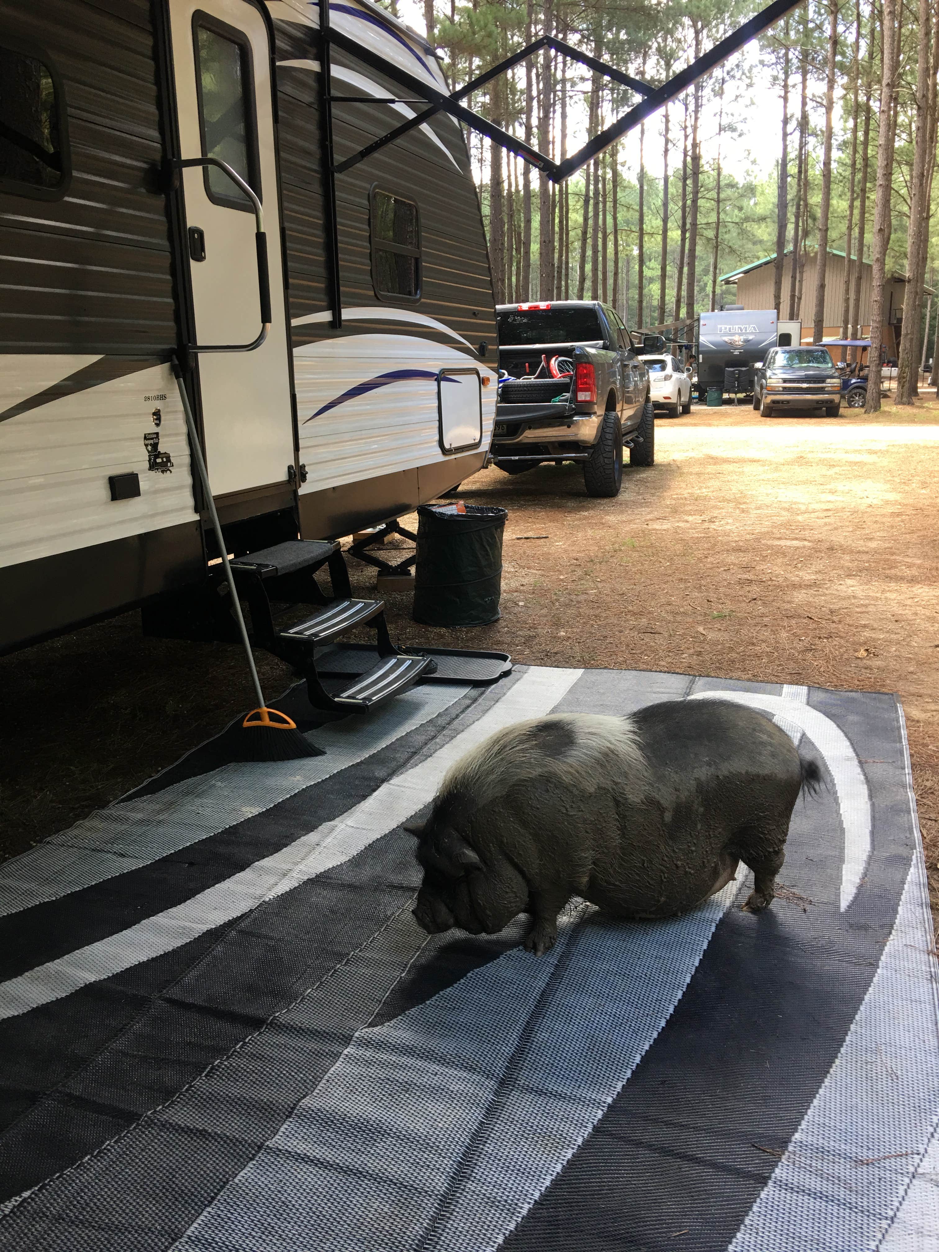 Camper submitted image from Paradise Ranch RV Resort - 5
