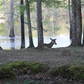 Review photo of Paradise Ranch RV Resort by Nichole B., June 20, 2019