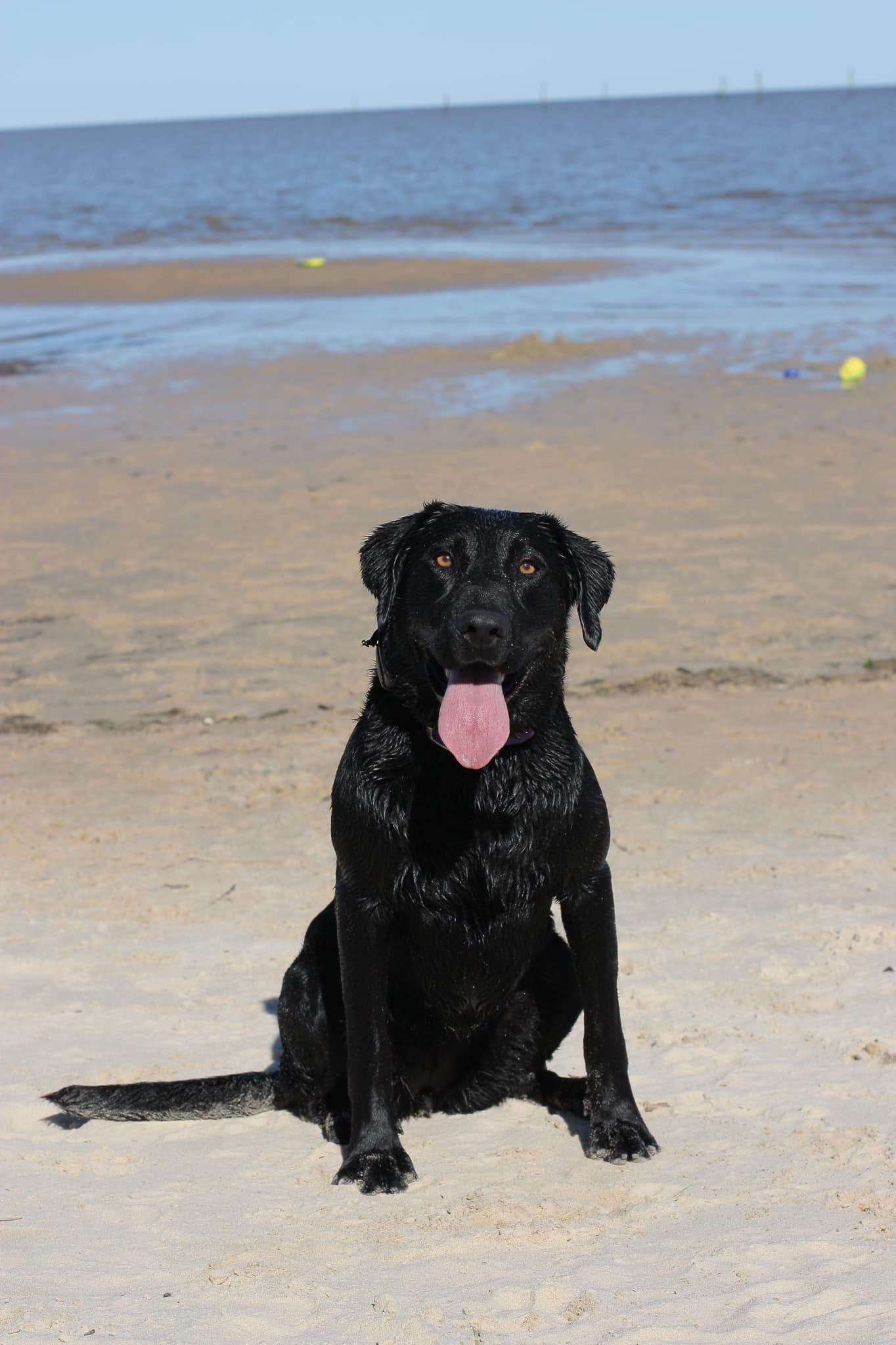 Nichole B.'s photo of camping with pets at Buccaneer State Park Campground near Gulfport, MS