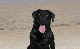 Nichole B.'s photo of camping with pets at Buccaneer State Park Campground near Gulfport, MS