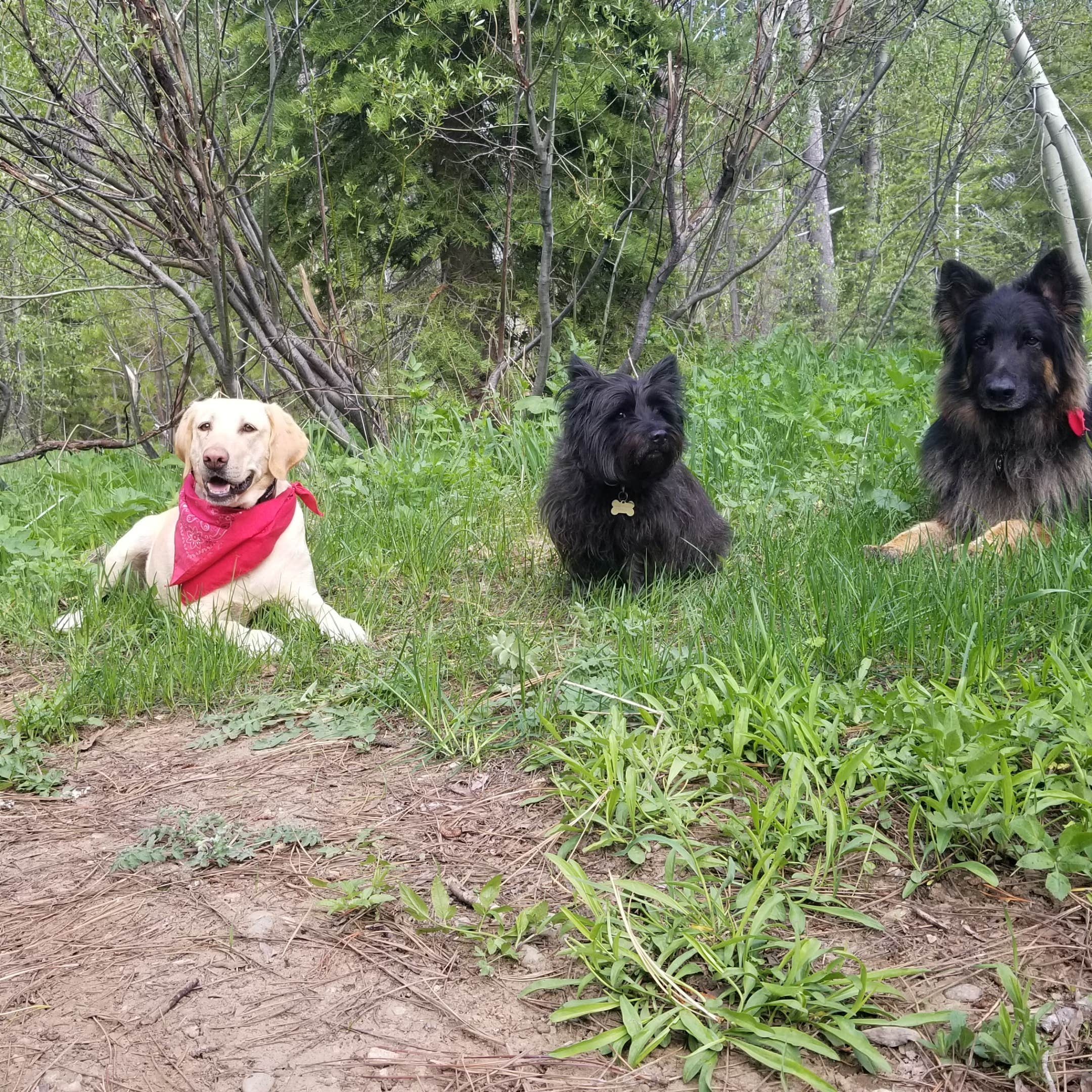 Lauren H.'s photo of camping with pets at Salmon Creek near Plumas National Forest