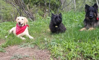Lauren H.'s photo of camping with pets at Salmon Creek near Quincy, CA