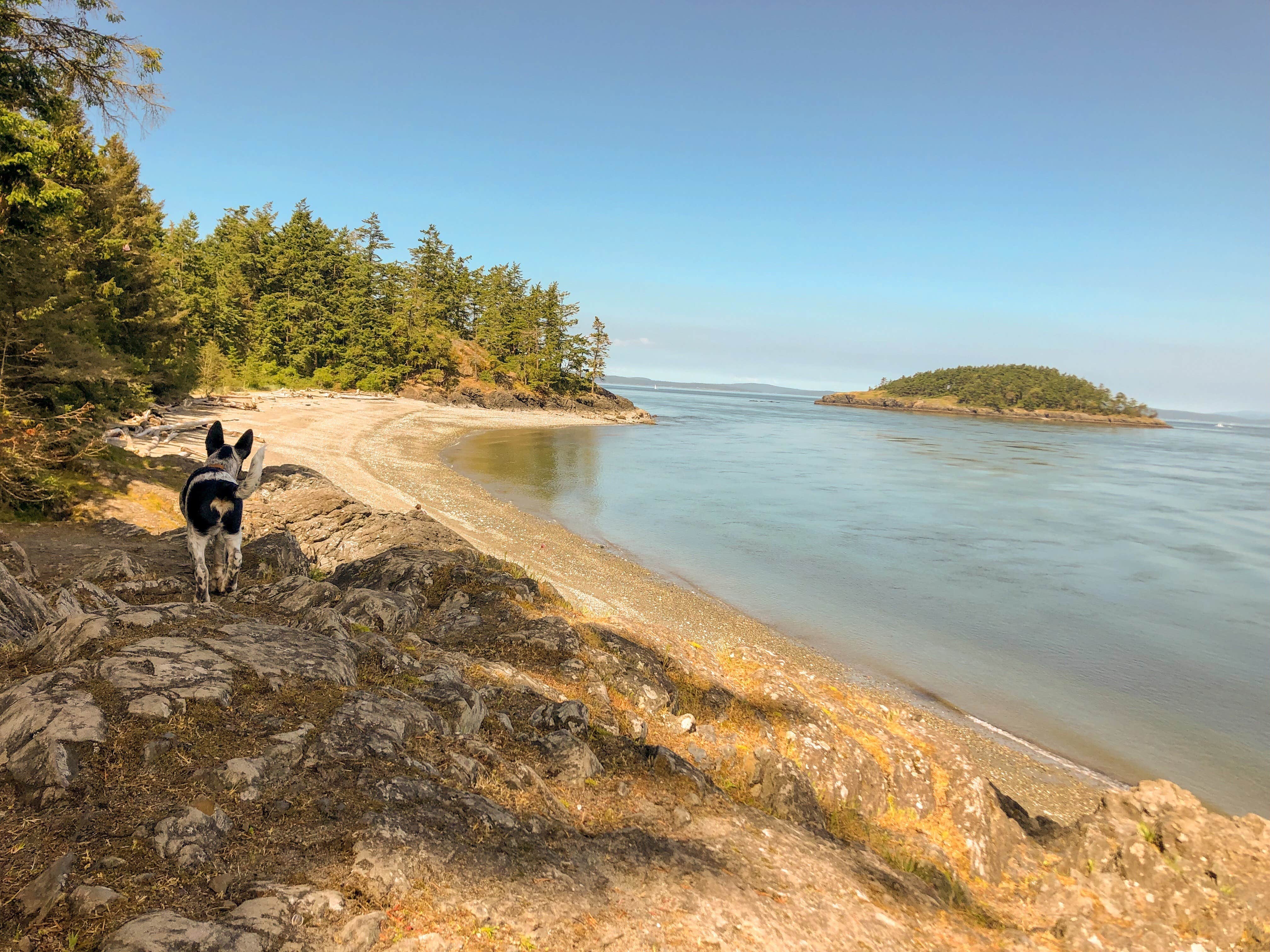 Amy N.'s photo of camping with pets at Deception Pass State Park Campground near Lummi Island, WA