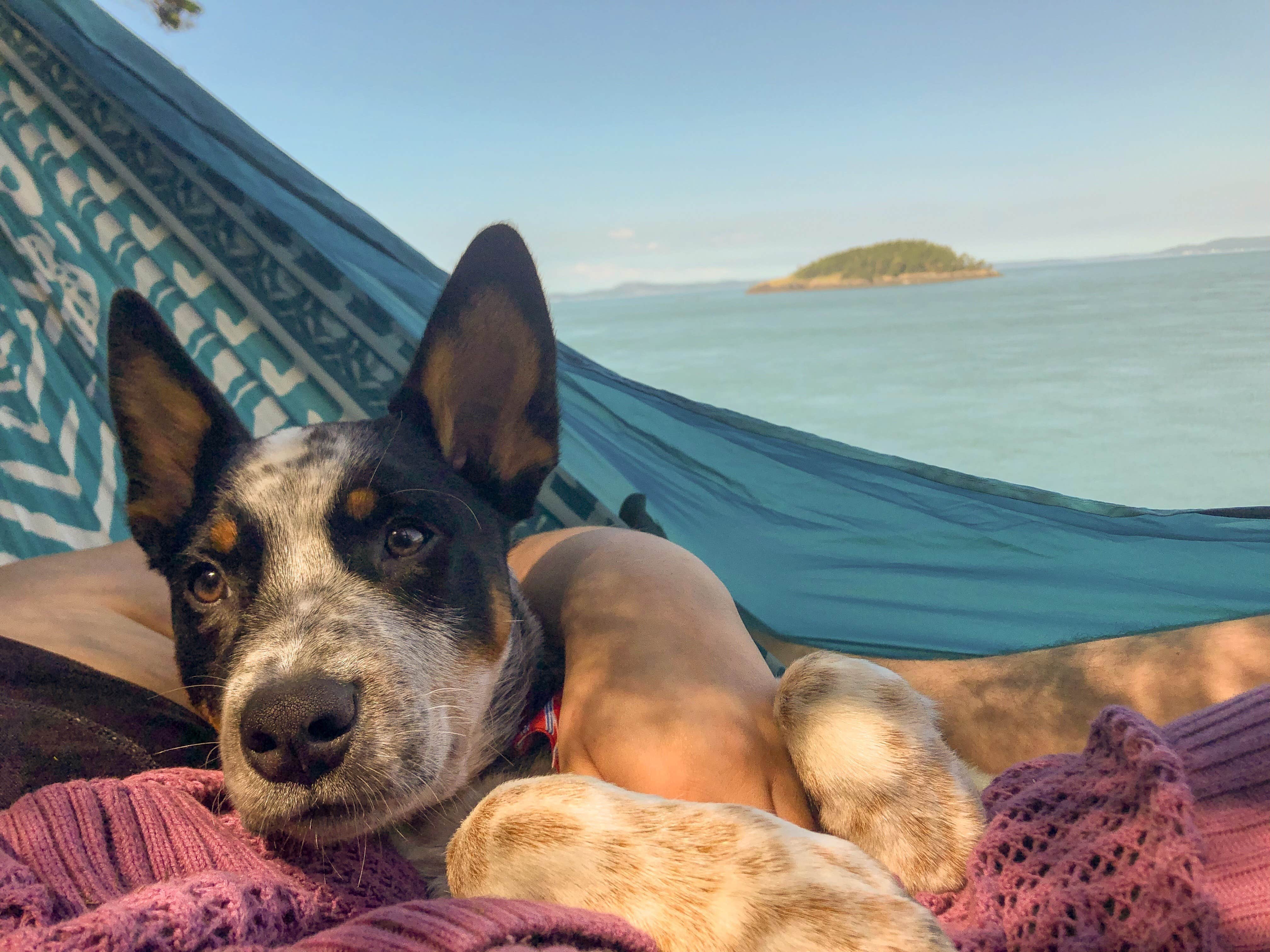 Amy N.'s photo of camping with pets at Deception Pass State Park Campground near Port Townsend, WA