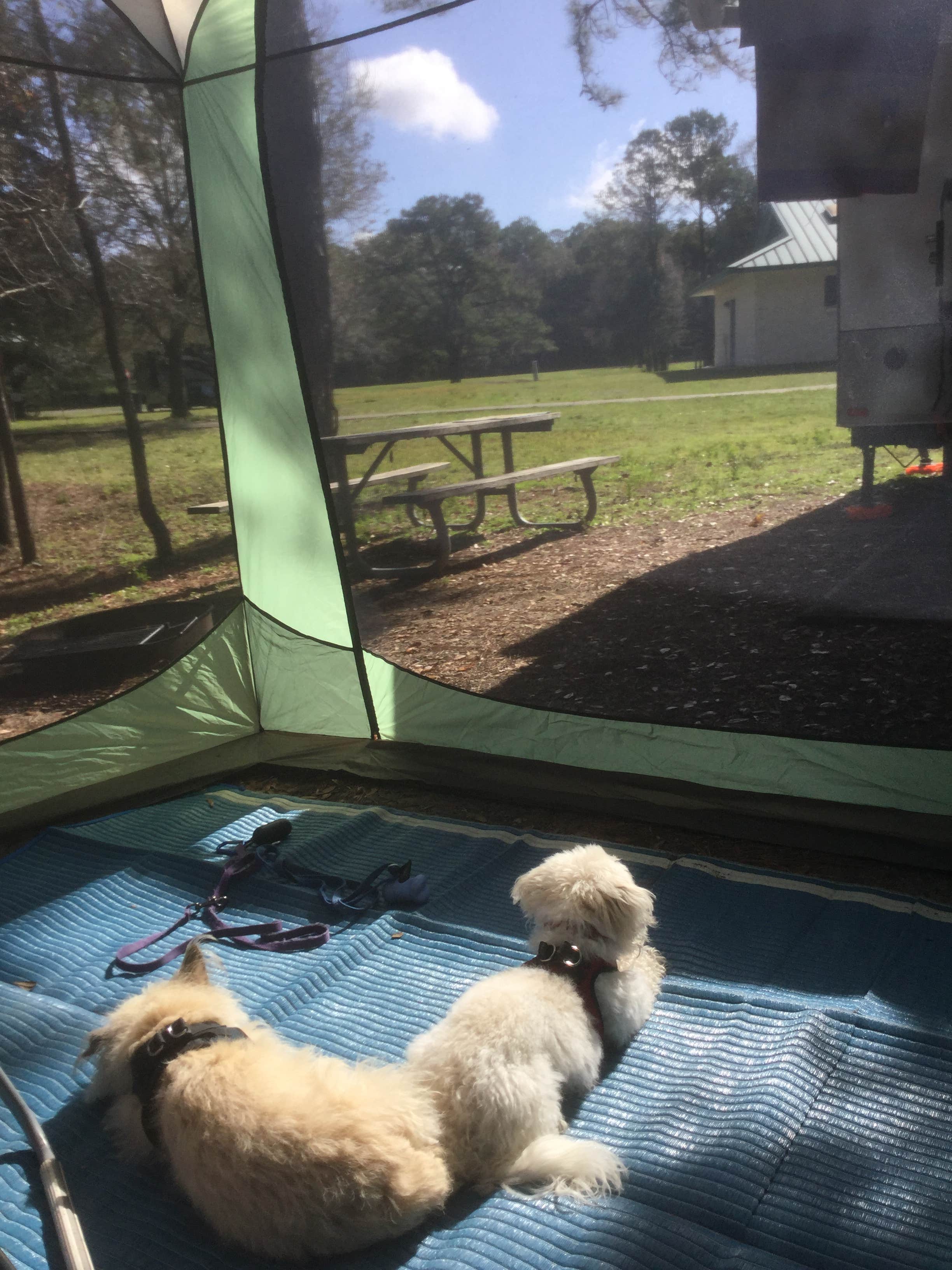 David G.'s photo of camping with pets at Santos Trailhead & Campground near National Forests in Florida